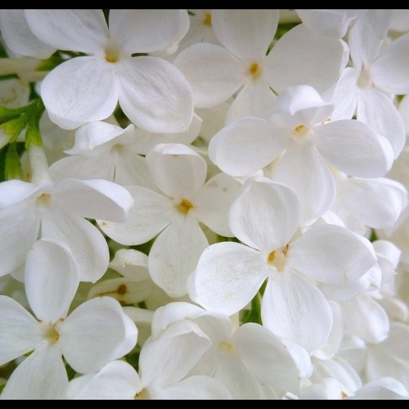 Meet your Posher, Debbie - Picture 2 of 2